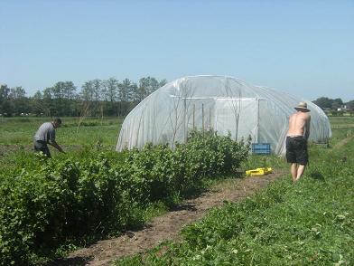 bessen plukken